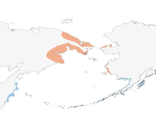 Arctic map pinpointing Arctic fox location, along with Emperor Goose range.