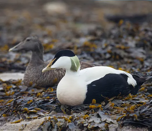 Two Common Eider Ducks, one male and one female, sitting near seaweed on the ground.