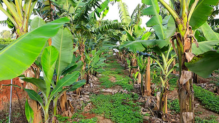 A banana plantation with rows of large, healthy banana trees, their broad leaves reaching up and a path running down the middle.