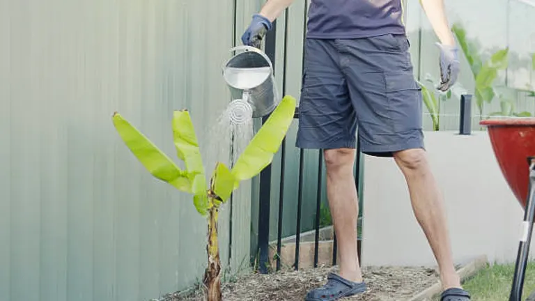 A person in casual attire is watering a young banana plant with a watering can in a backyard setting, illustrating a moment of garden care.