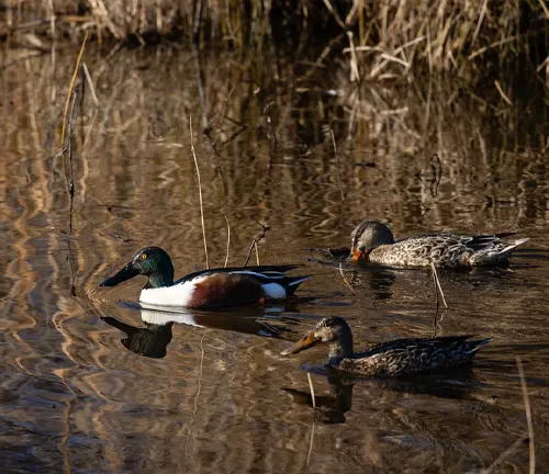  A Northern Shoveler, a medium-sized duck with a long, broad bill, swimming in a wetland habitat.