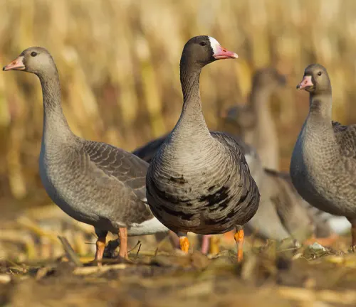 "A Greater White-fronted Goose standing in a grassy habitat with water in the background."