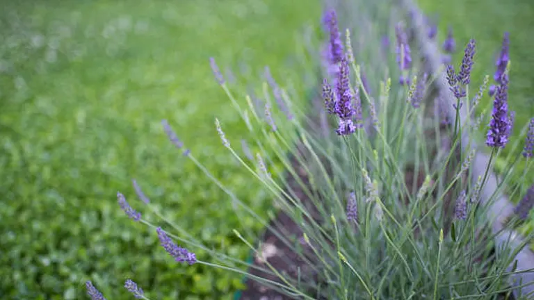 Slender stems of lavender with delicate purple flowers against the soft focus of a lush green lawn.