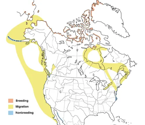 Brant Goose distribution highlighted on Canadian boreal forest map.