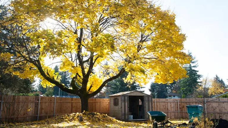 A mature maple tree with vibrant yellow leaves in a backyard with a wooden fence, shedding leaves onto the grass, with a small garden shed in the background and a wheelbarrow to the side.