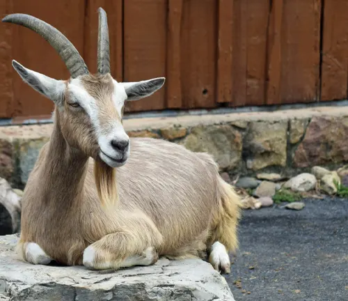 A Toggenburg goat with long horns sitting on a rock.