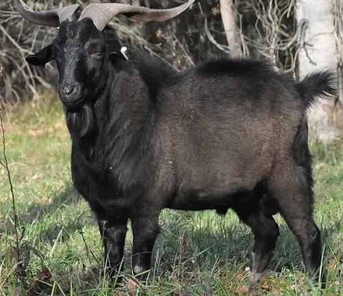 A Kiko goat with a white coat and long, twisted horns standing in a grassy field.