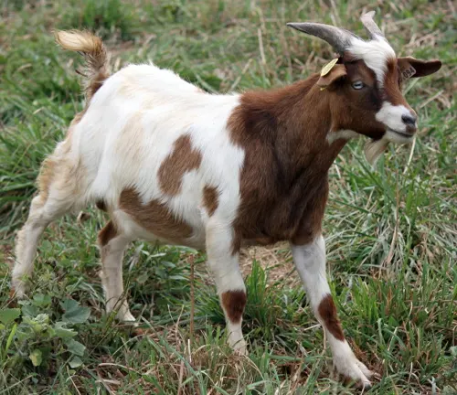 A "Fainting Goat" with a long horn standing in a field.