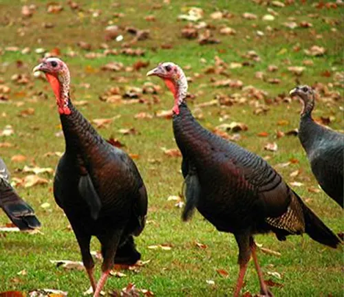 Field with four Eastern Wild Turkeys showcasing their colorful plumage.