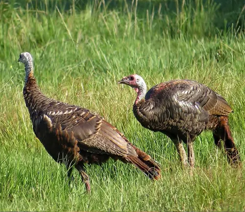 Osceola Wild Turkey: A large bird with iridescent feathers, a red head, and a long, slender neck.