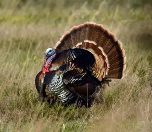"Rio Grande Wild Turkey - A large, slender-bodied bird with long legs and a fan-shaped tail."