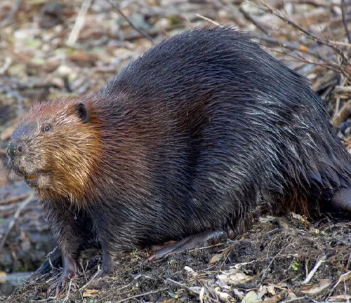 North American Beaver: Medium-sized rodent with brown fur, large front teeth, and a flat tail.
