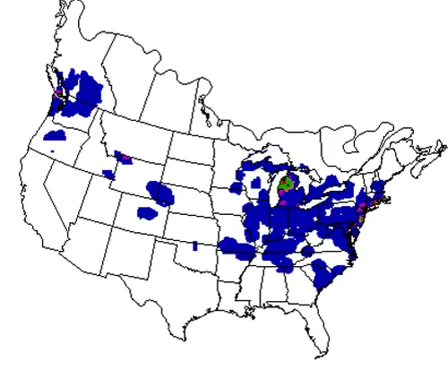 Blue dots on a map of the United States showing the distribution of Mute Swans.