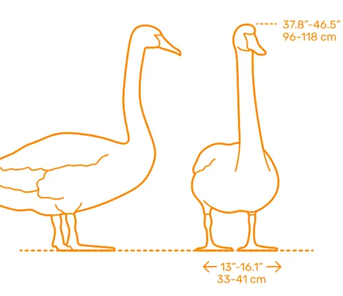 "Diagram comparing the size of a goose to a Trumpeter Swan, highlighting their size and weight."