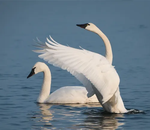 Tundra Swan with white plumage, black beak, and long neck standing gracefully by the water.