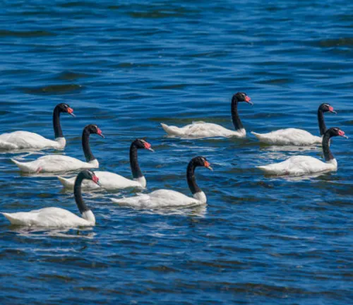 A group of white swans swimming in the water, habitat of the Black-necked Swan.
