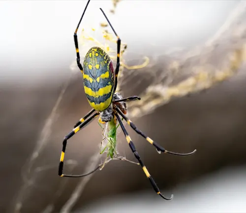 A yellow and black spider with a green leaf, found in the habitat of Orb-weaves Spider.