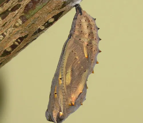 A chrysalis of a Painted Lady Butterfly hanging from a tree branch during its pupa stage.
