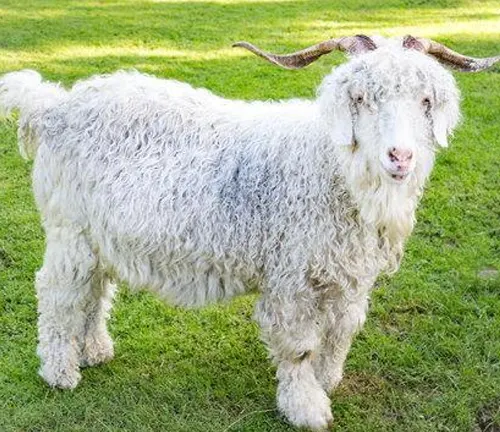 goat with long, curly white fur and curved horns standing on grass