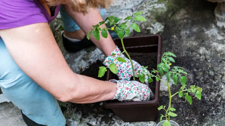 person in floral patterned gardening gloves planting a young tree in a brown pot