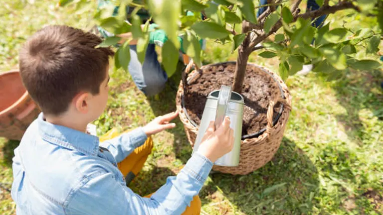 Person watering a young lemon tree