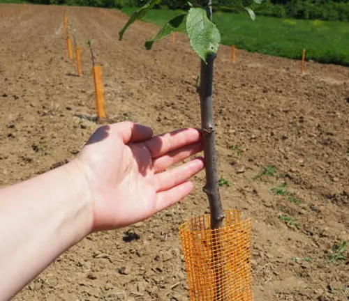 A person’s hand near a young apple tree supported by an orange plastic guard