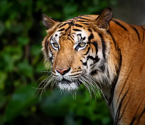 A powerful Indochinese tiger amidst verdant foliage.