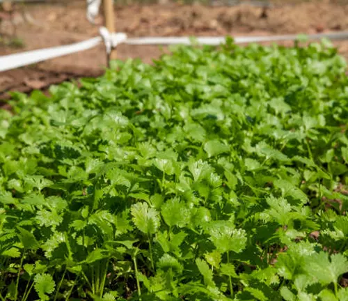 A bed of lush cilantro growing in well-tended garden soil, with an irrigation hose visible, indicating a cultivated crop