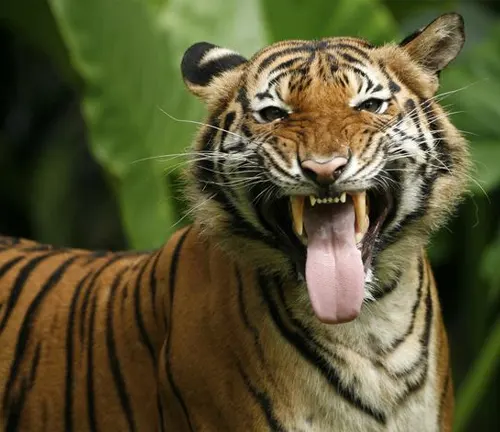 A Malayan tiger with its mouth open and tongue out, showcasing its physical characteristics.