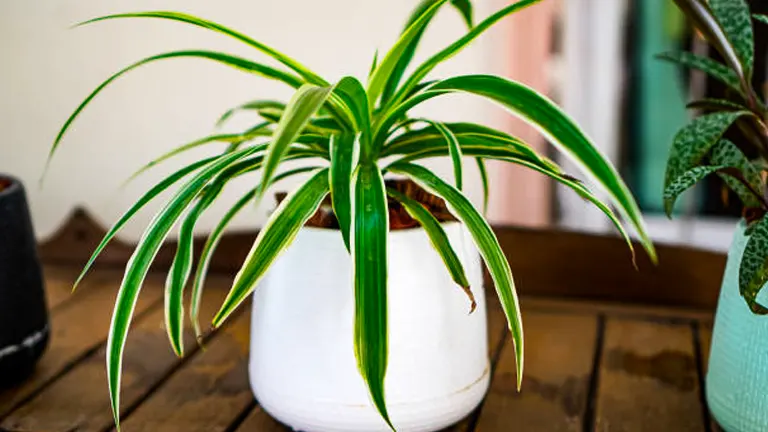 A spider plant with variegated green and white leaves in a white pot, placed on a wooden surface, with a blurred background suggesting an indoor environment.