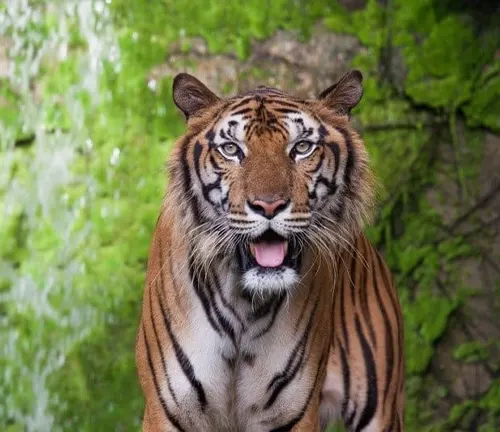 A South China Tiger stands majestically before a waterfall, showcasing its physical characteristics.