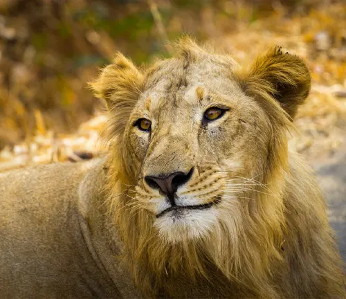 A close-up of an Asiatic lion, showcasing its majestic mane, powerful build, and intense gaze.