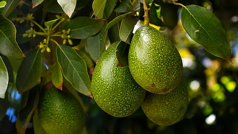 Three ripe avocados hanging from a branch on an avocado tree, surrounded by lush green leaves.
