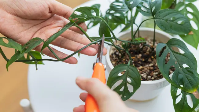 Close-up of hands pruning a Monstera plant