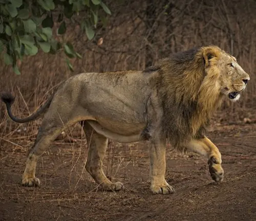 A Northeast Congo Lion, majestic and powerful, strolls along a dirt road amidst the serene woods.