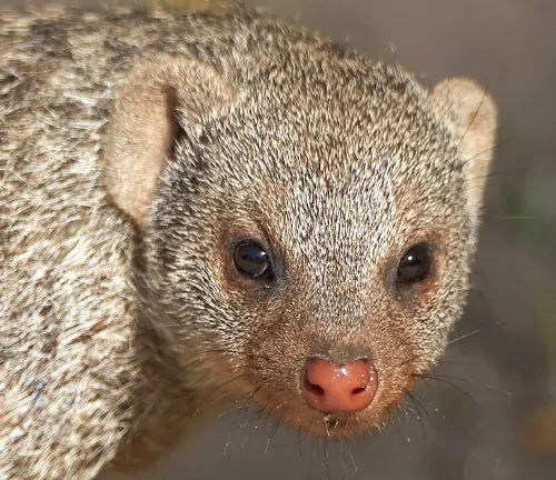 A close-up of a small animal with a red nose, the Banded Mongoose, showcasing its unique physical characteristics.
