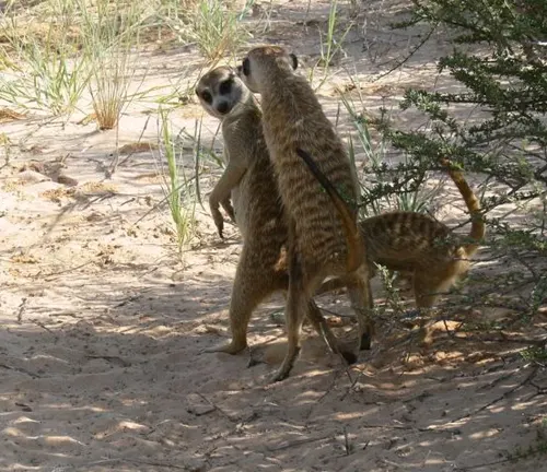 Two meerkats standing in dirt, showcasing the social structure of these fascinating creatures.