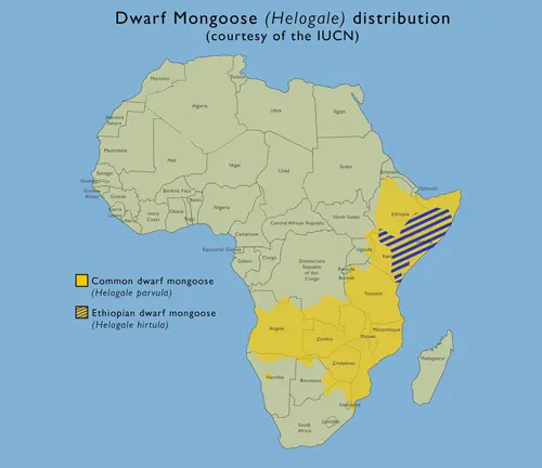 Map of United Nations showing distribution of persons, highlighting "Dwarf Mongoose" locations.