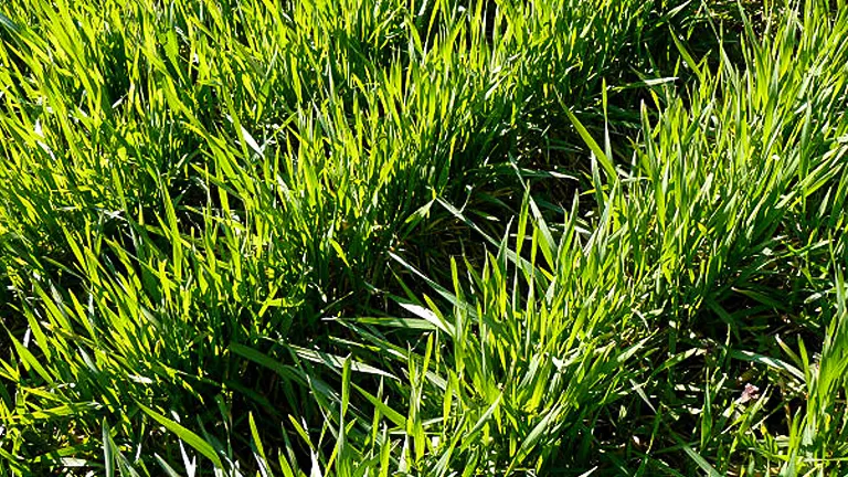 Sunlit Tall Fescue Hybrid grass showcasing its thick clumps of long, narrow blades with vibrant green coloring in natural daylight.