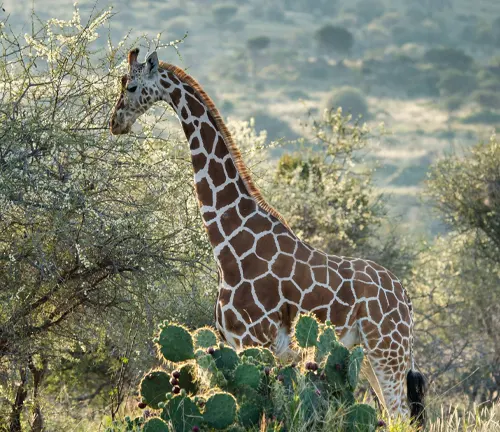 A giraffe standing in grass with a cactus in the background. Habitat: Giraffes live in various habitats across Africa.