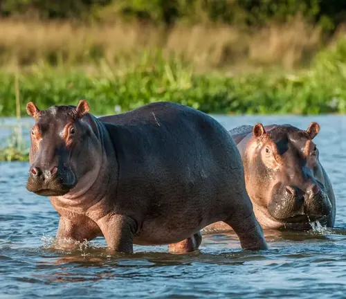 Two hippos wading in water in a freshwater habitat.