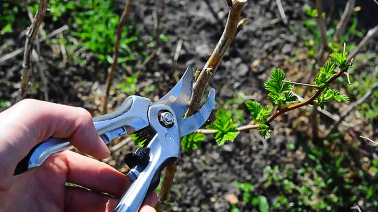 A hand holds a pair of silver pruning shears about to snip a young, leafy branch in a sunlit garden, demonstrating springtime plant care.