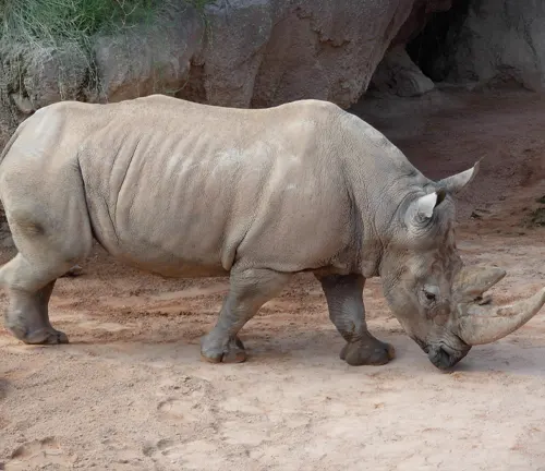 A White Rhinoceros walking in a zoo enclosure.