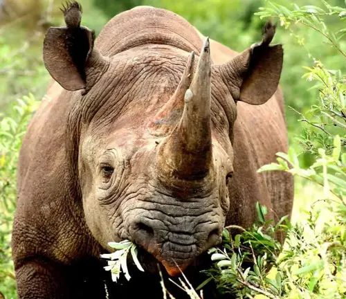 A Black Rhinoceros in its natural habitat, munching on leaves.
