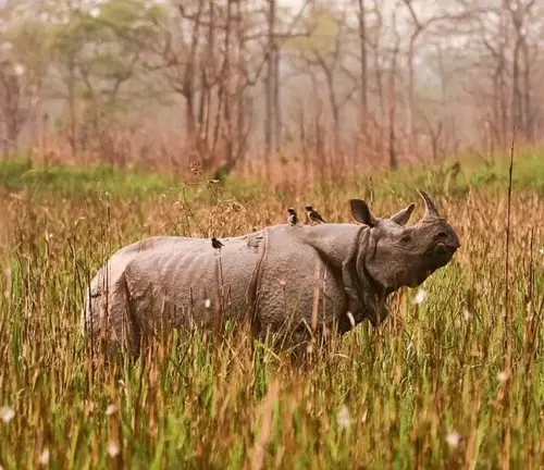 A rhino grazing in a grassy field with trees in the background. Preferred environment for Indian Rhinoceros.