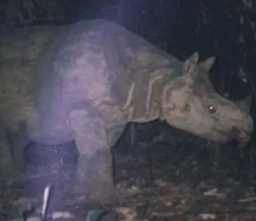  A Javan rhinoceros, a herbivorous creature, walks through the jungle at night.