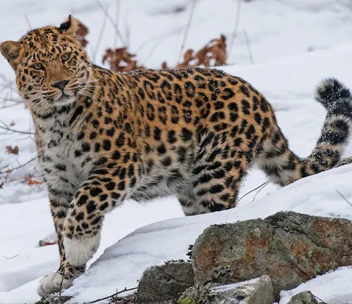 Amur leopard gracefully prowling through the snow, showcasing its unique physical characteristics.