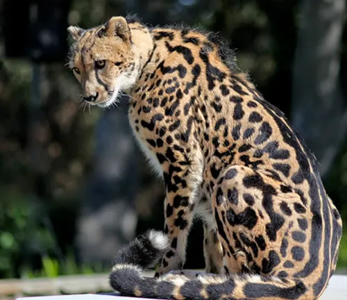  A "King Cheetah" perched on a ledge, displaying its regal presence in its natural habitat.