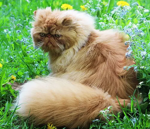 A fluffy orange Persian cat sitting in the grass, enjoying its natural habitat.