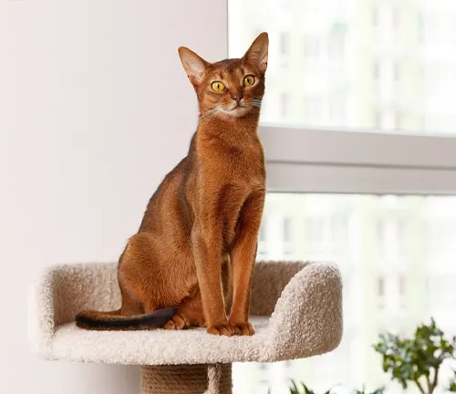 A sleek and intelligent feline with short fur, ticked coat, and captivating almond-shaped eyes.